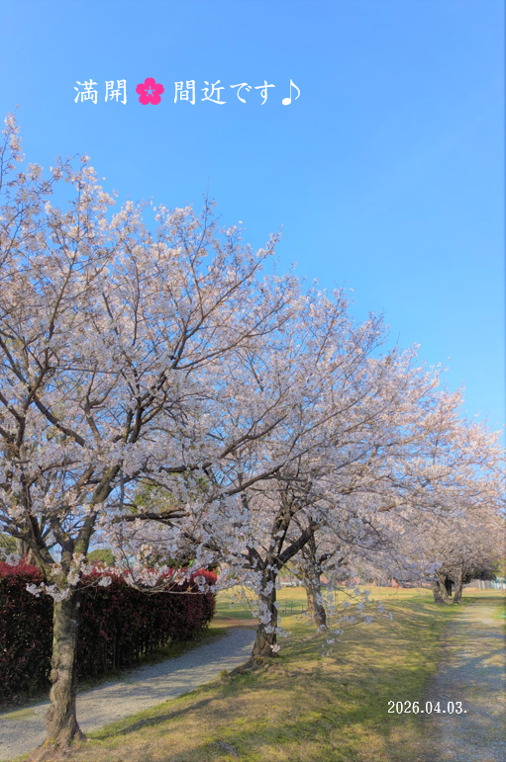 GC神崎川 さくらコース🌸満開間近です♪