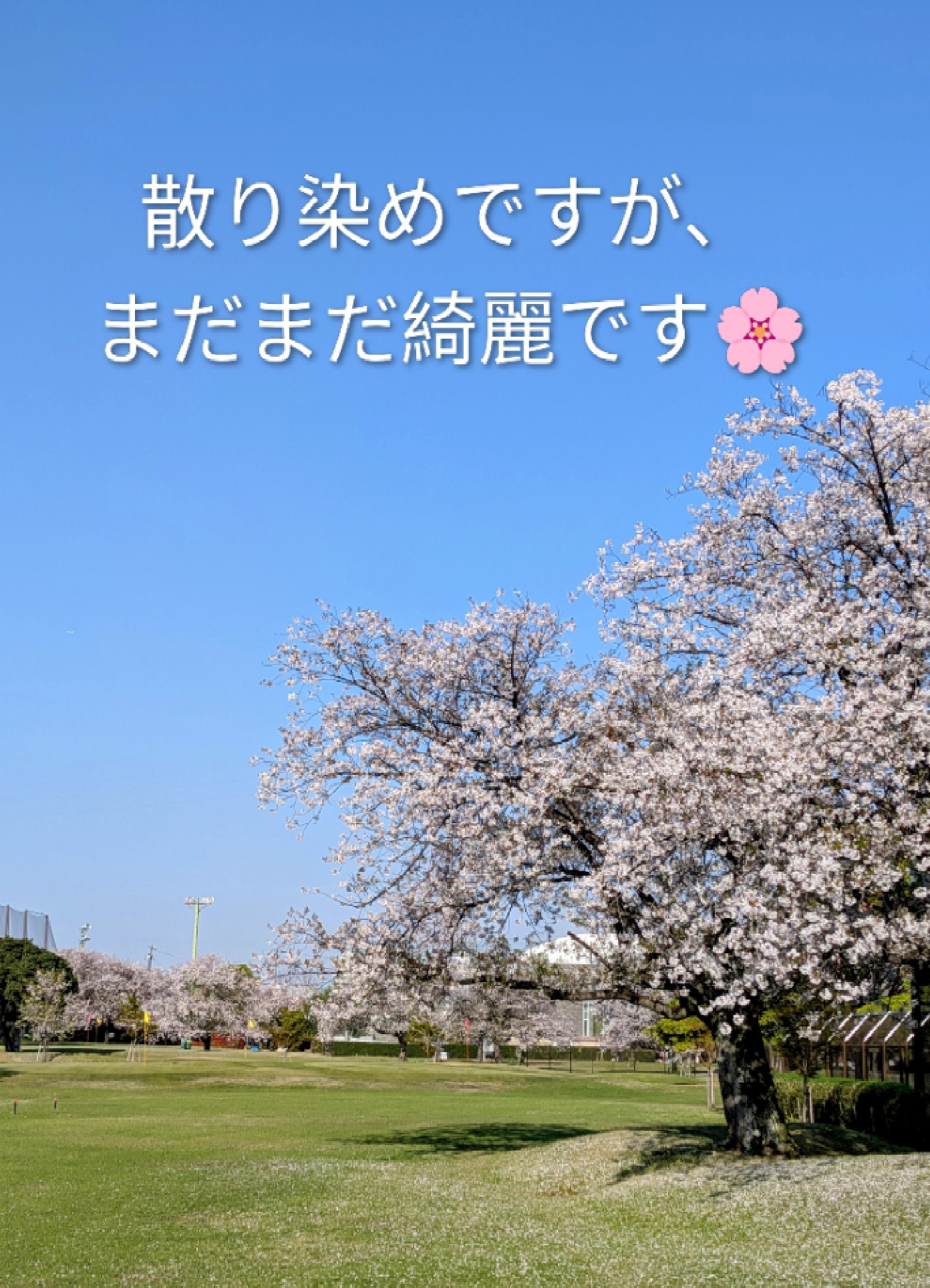 🌸散り染めですが まだまだ綺麗です🌸