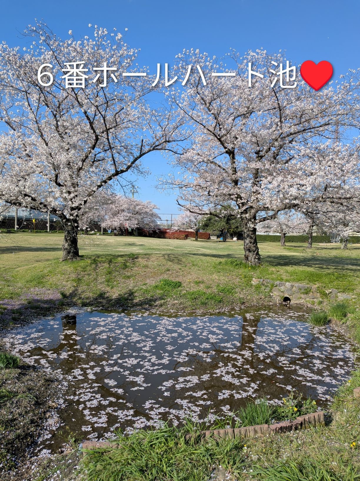 さくらコース🌸６番ホール ハート池💓