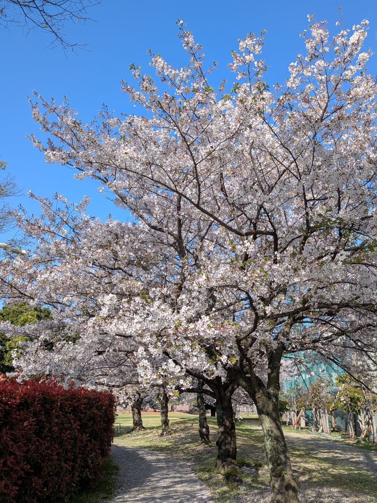 🌸🌸 さくら満開です 🌸🌸2026.04.08.