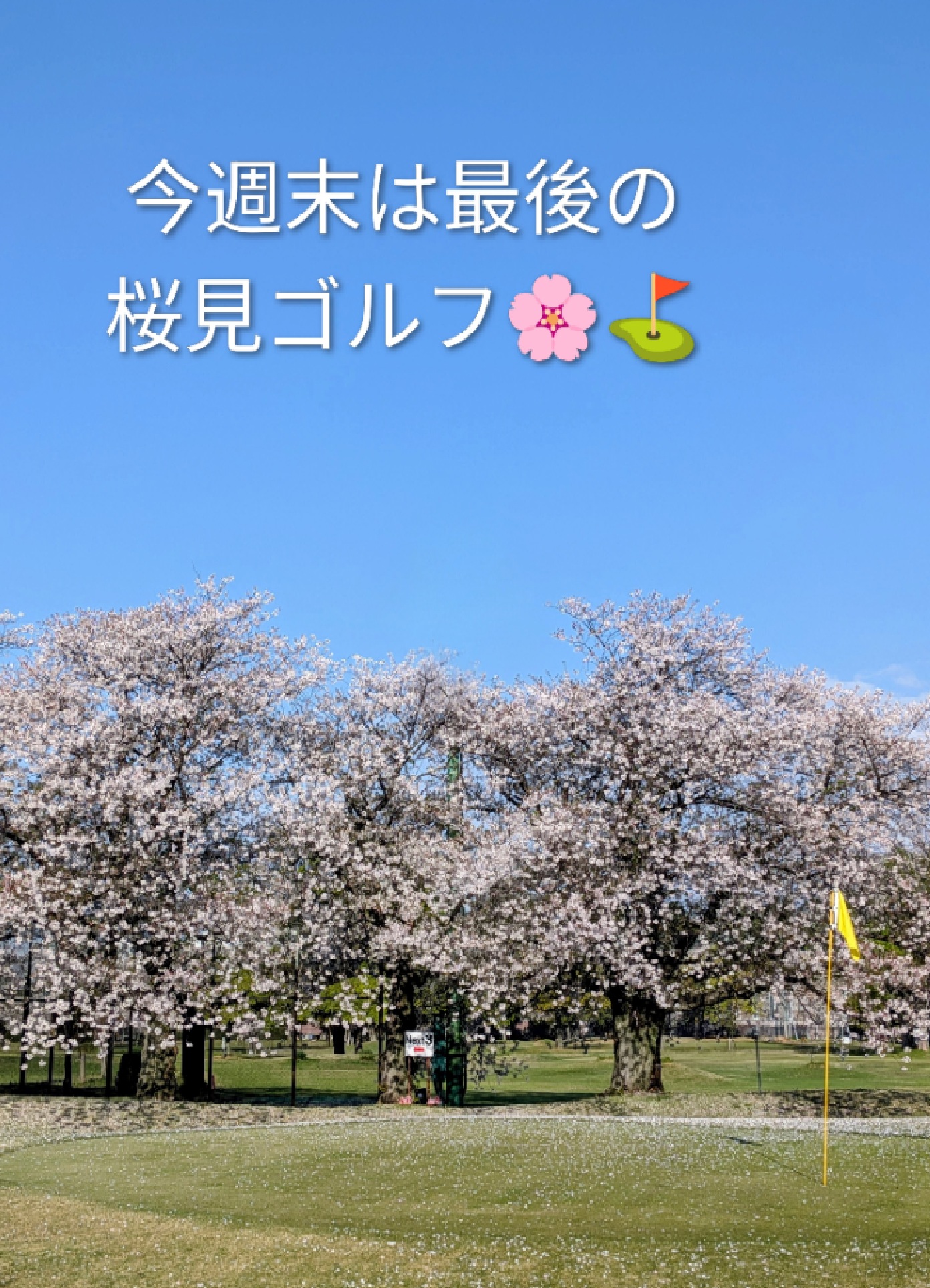 🌸今週末は ことし最後のお花見ゴルフ^^🌸